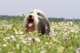 BEARDED COLLIE 059